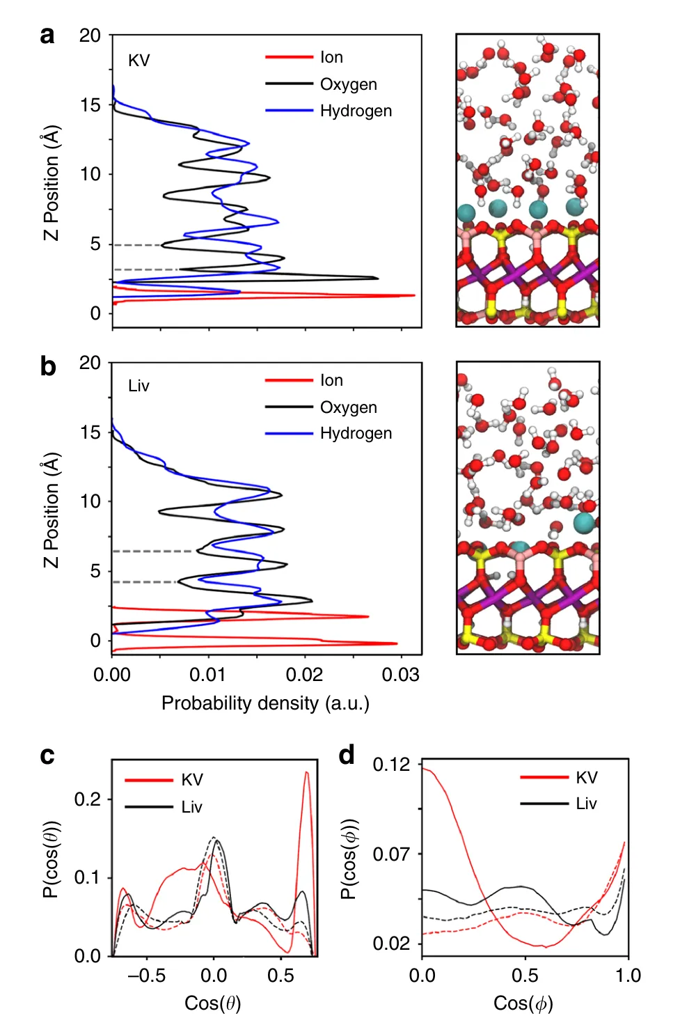 Probability density of water and cations above potassium- and lithium-exchanged vermiculite surfaces, with the orientational distributions of water in the first and second contact layers.